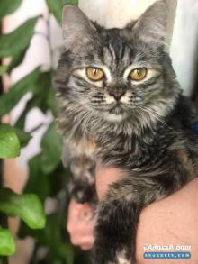قطه للبيع الاسم جيا الجنس انثى عمرها 4 اشهر