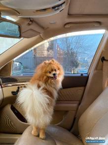 للبيع كلب بمورانيا ورجينال